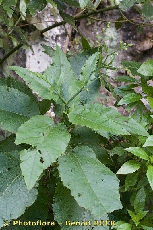 Crambe strigosa habit