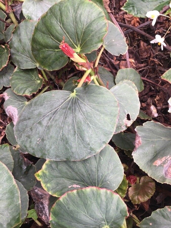 Begonia windischii — houseplant care guide