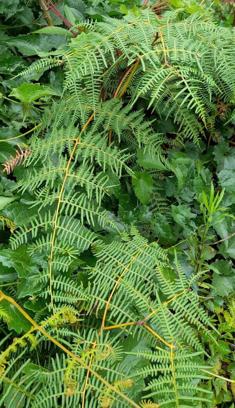 Pteridium caudatum habit
