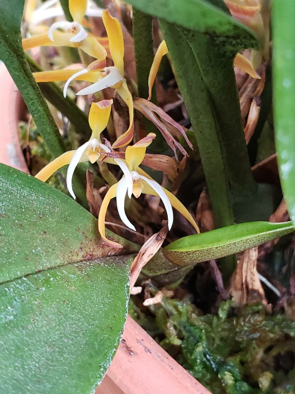 Maxillaria hennisiana flower