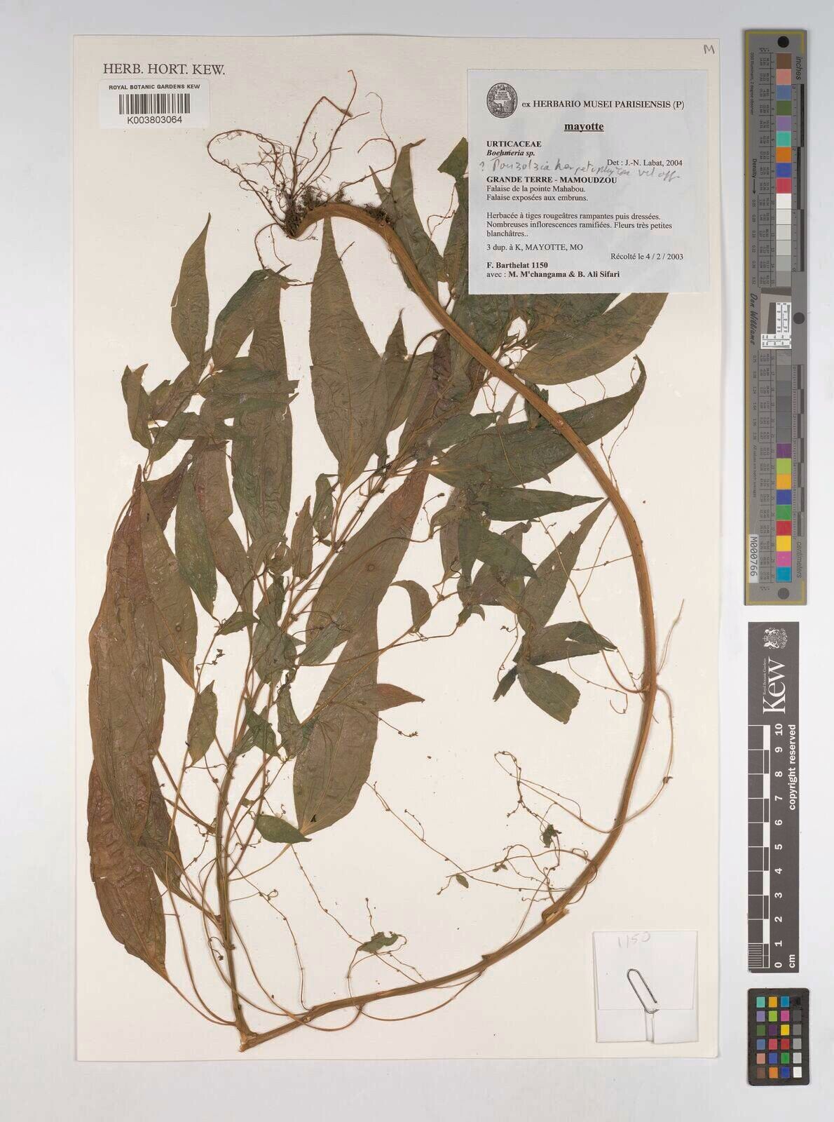 Pouzolzia herpetophyton — houseplant care guide