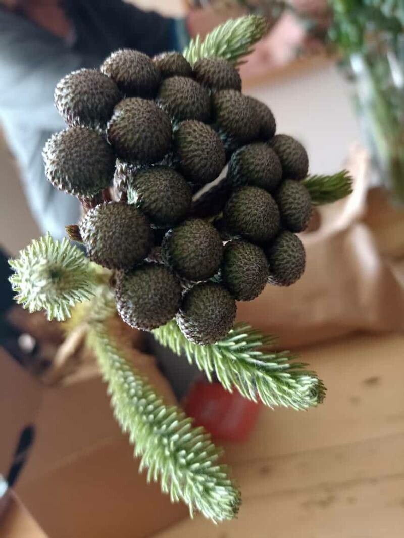 Berzelia albiflora fruit
