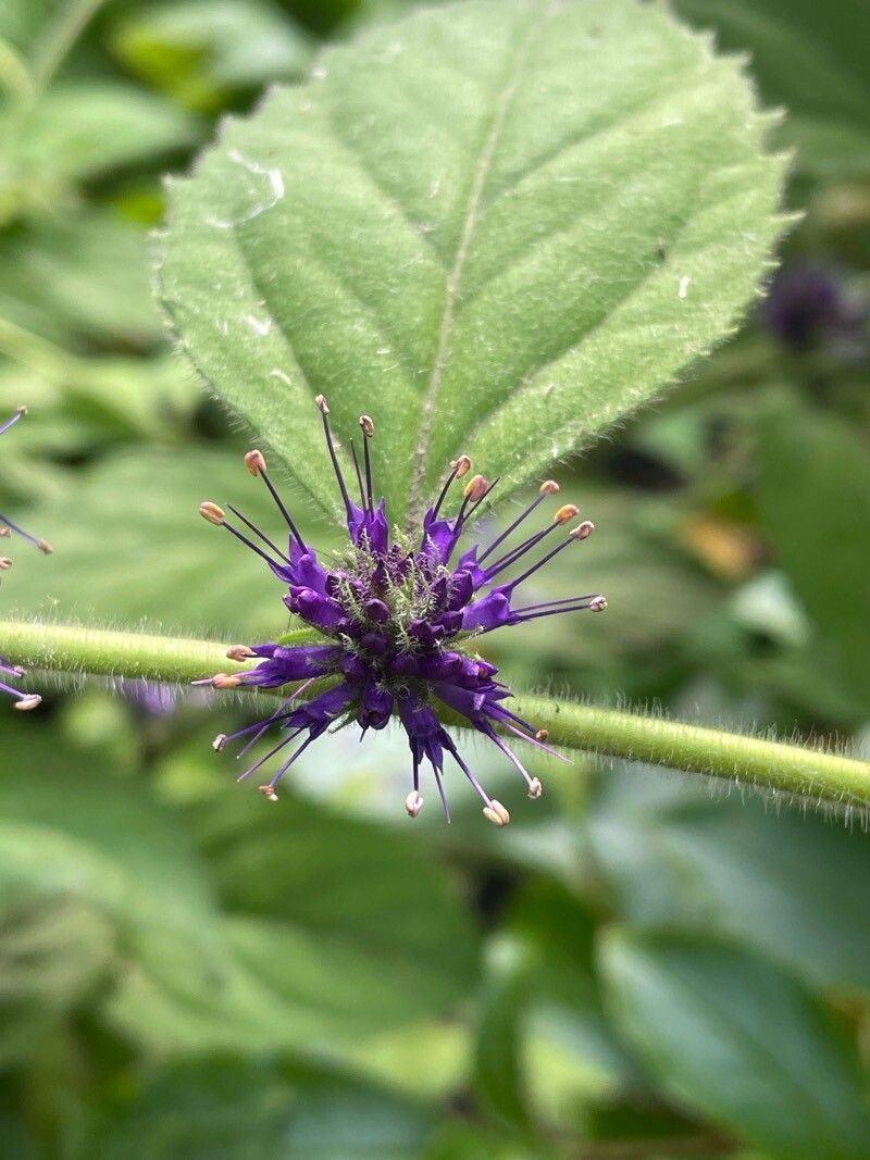 Veronicastrum villosulum flower