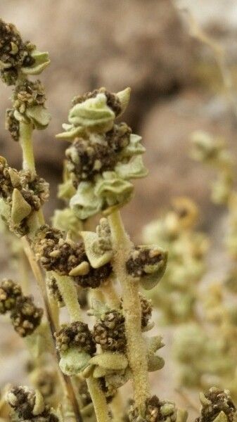 Atriplex imbricata fruit