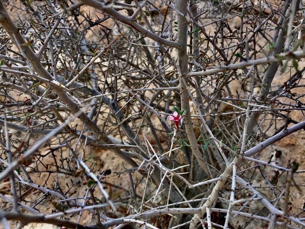 Prunus lycioides bark