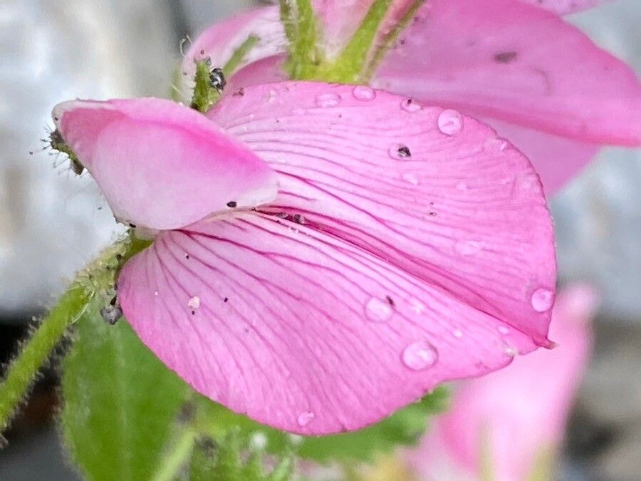 Ononis rotundifolia flower