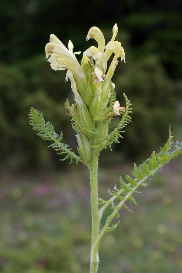 Pedicularis brachyodonta flower