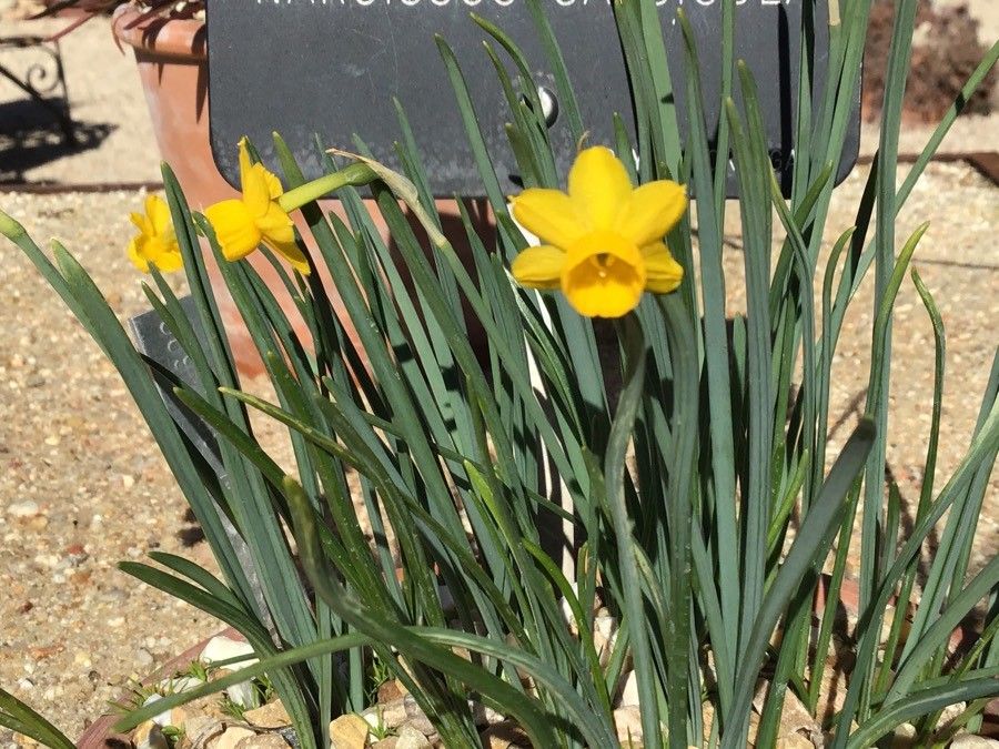 Narcissus calcicola — search result for 'Narcissus'