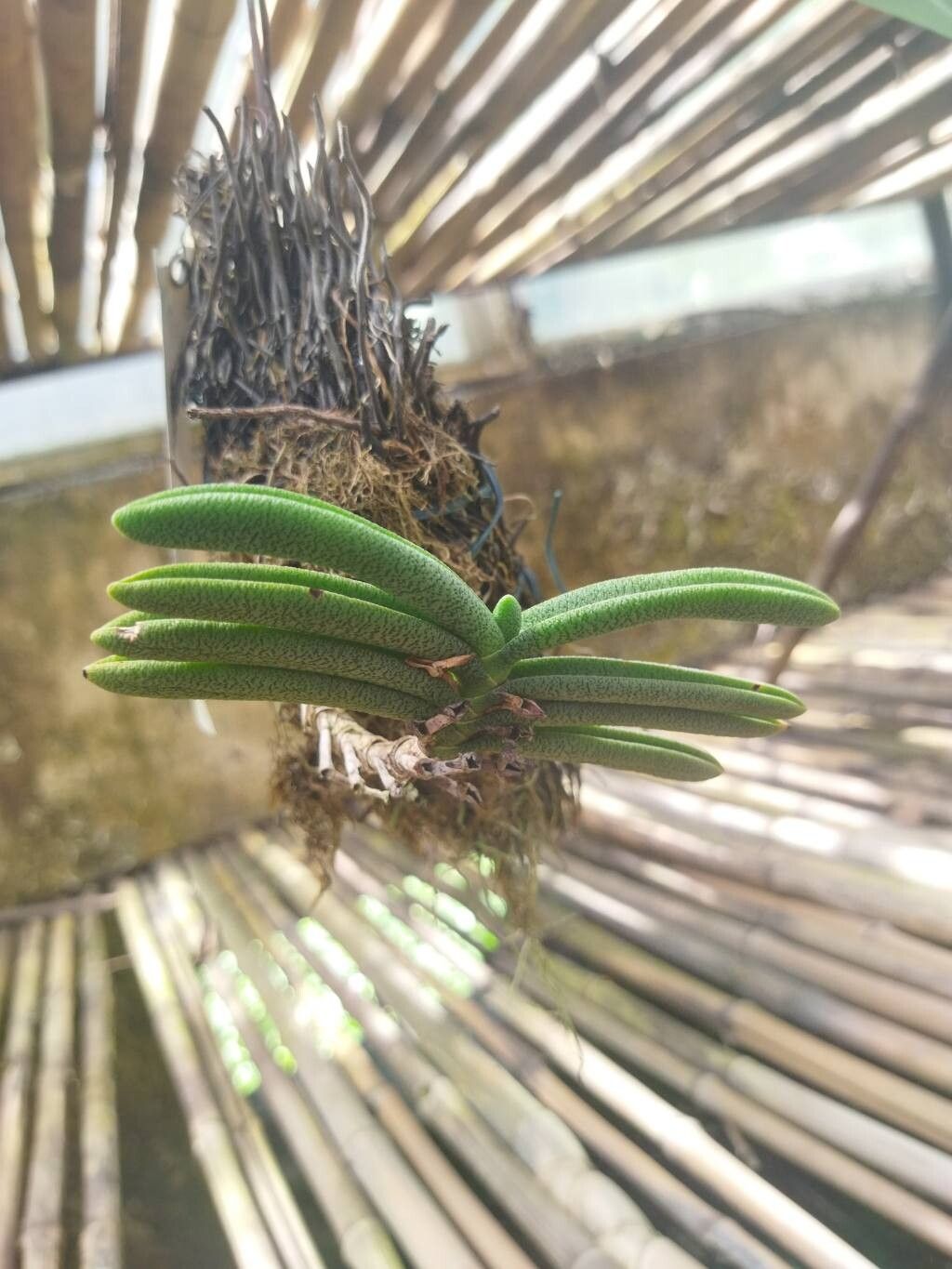 Angraecum aloifolium — related species from the same genus