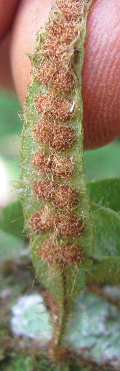 Microgramma tecta other