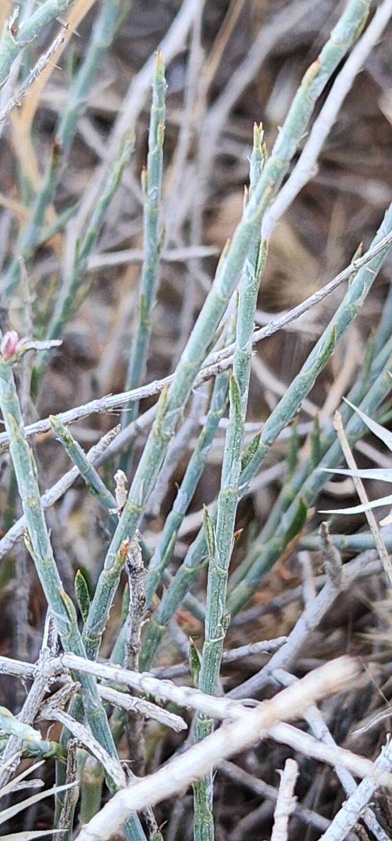 Polygonum setosum bark