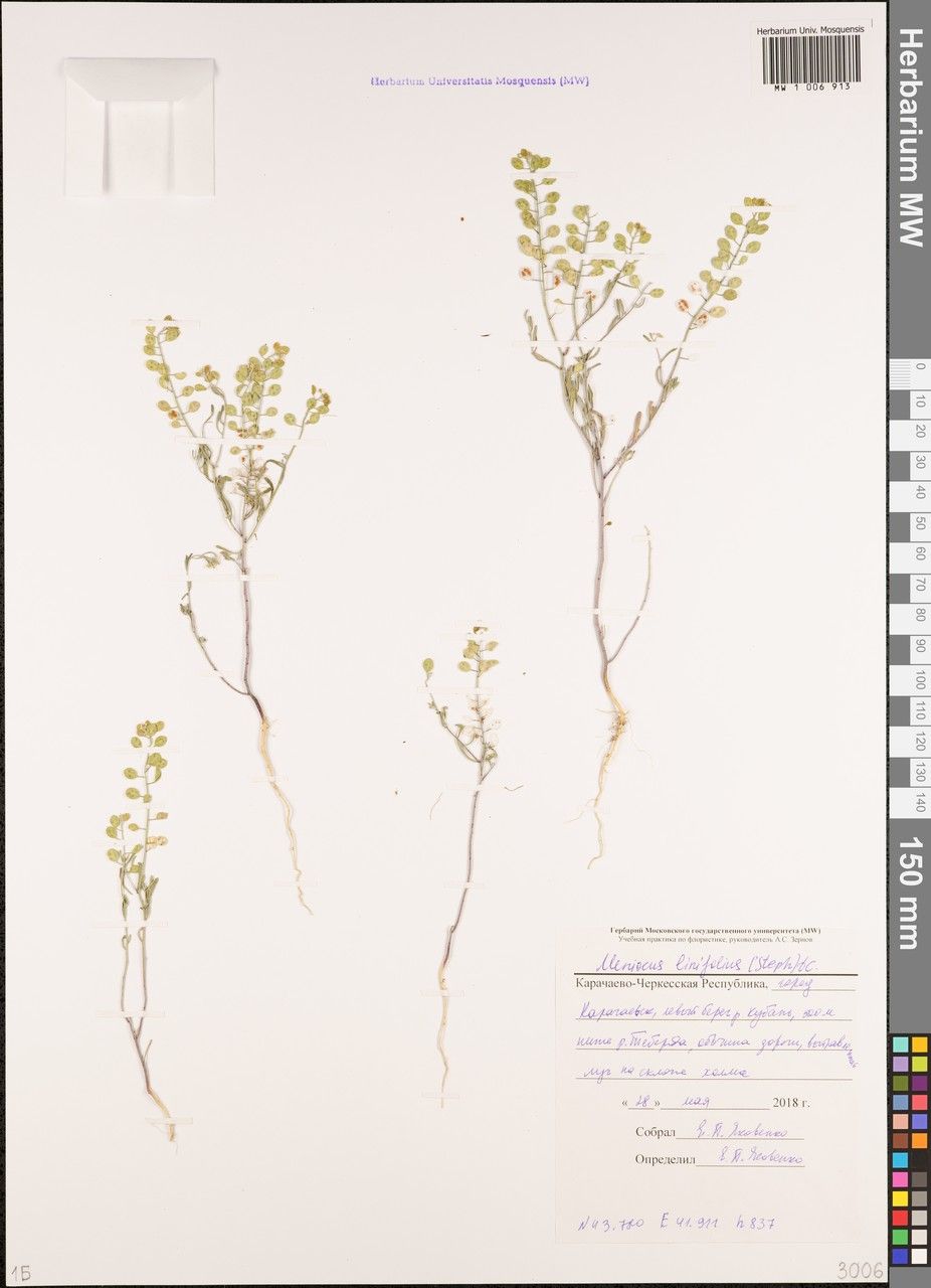 Alyssum linifolium other