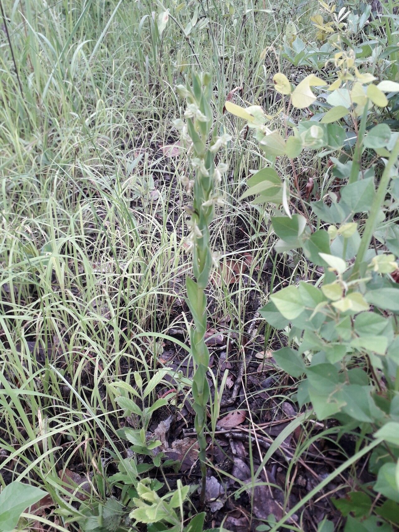 Habenaria njamnjamica habit