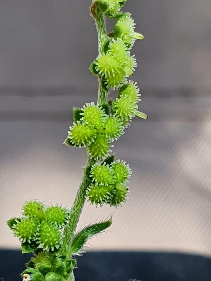 Cynoglossum lanceolatum fruit