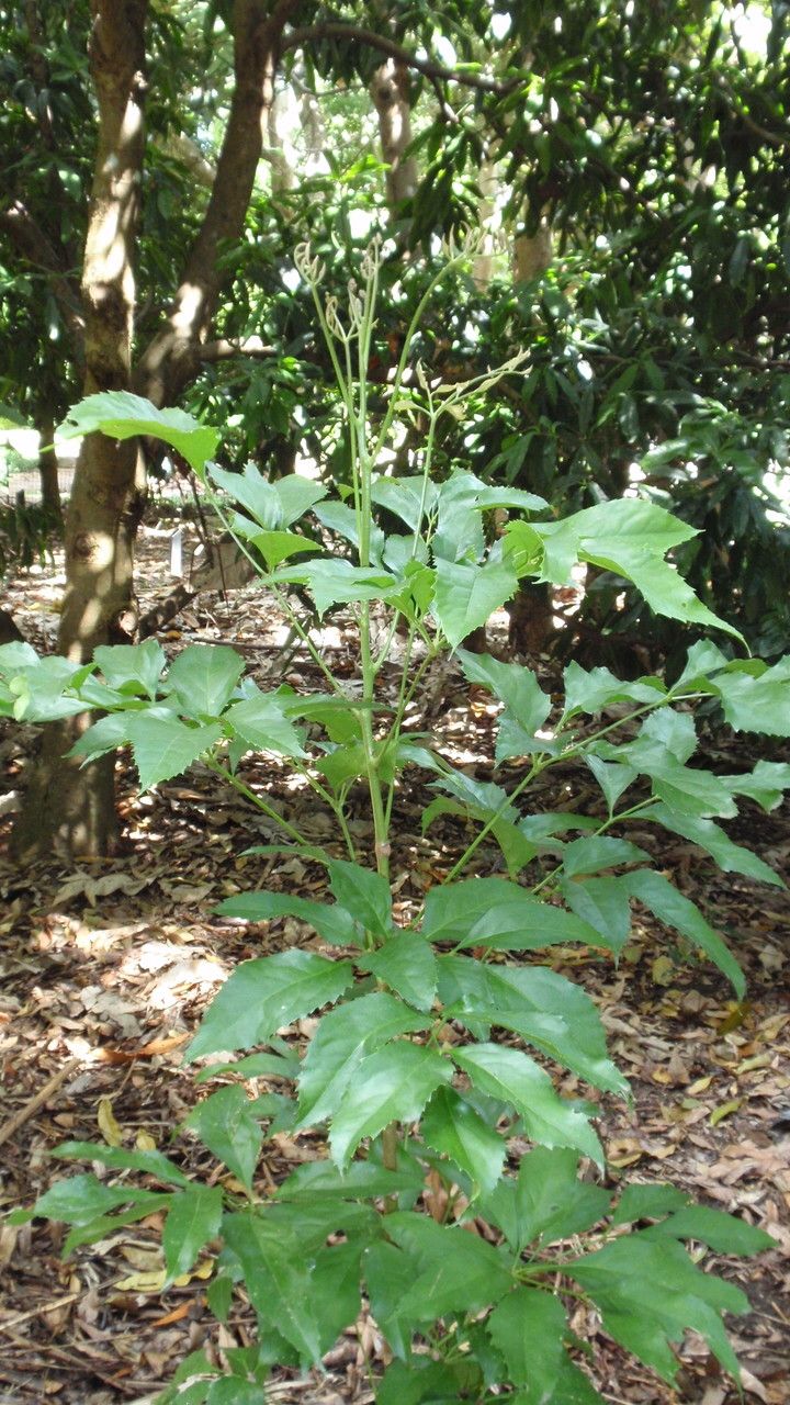 Carnarvonia araliifolia habit