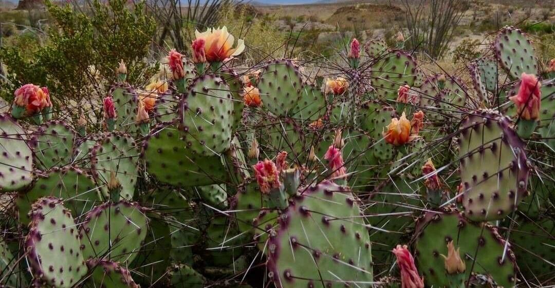 Opuntia macrocentra flower