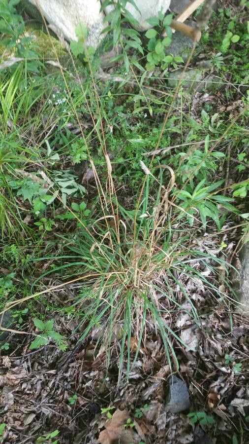 Sporobolus indicus — search result for 'Poaceae'