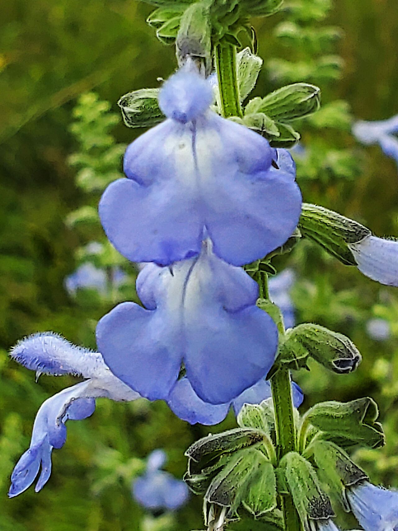 Salvia azurea flower