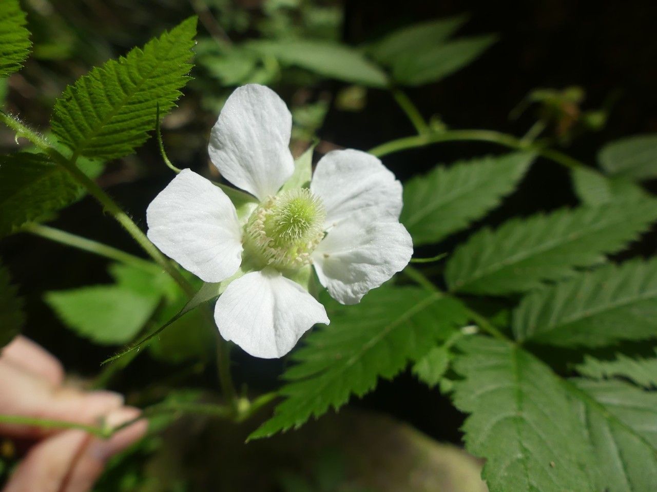Rubus fraxinifolius flower