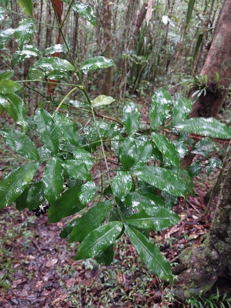 Polyscias pentamera — search result for 'Polyscias'