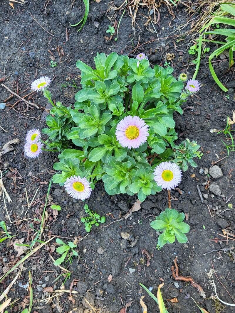 Erigeron paolii — search result for 'Erigeron'