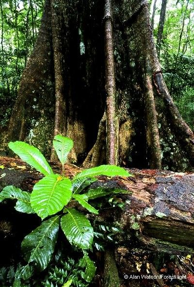 Sloanea koghiensis habit
