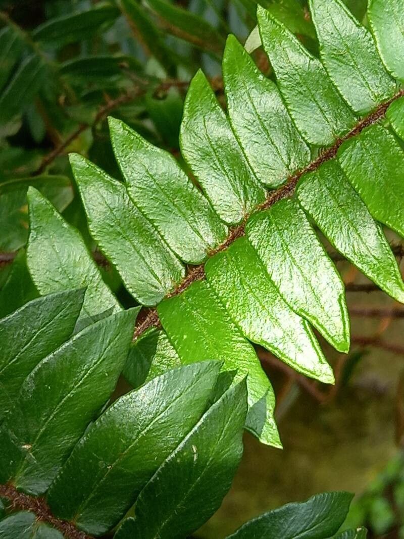 Pellaea falcata leaf