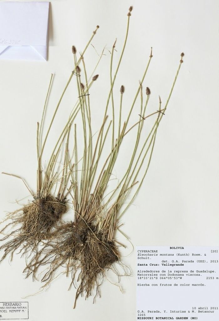 Eleocharis montana other