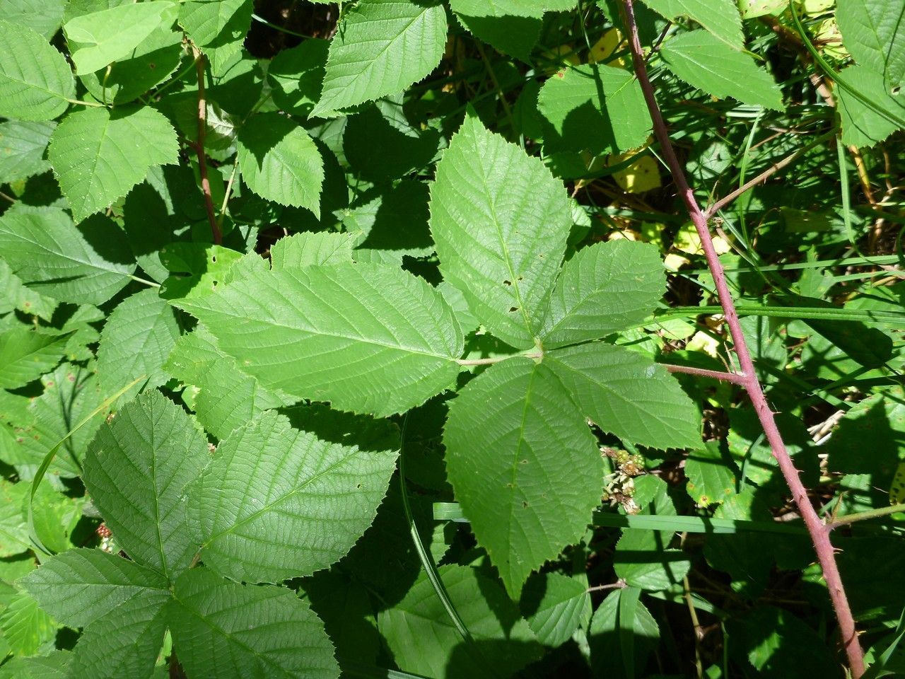 Rubus cuspidatus leaf