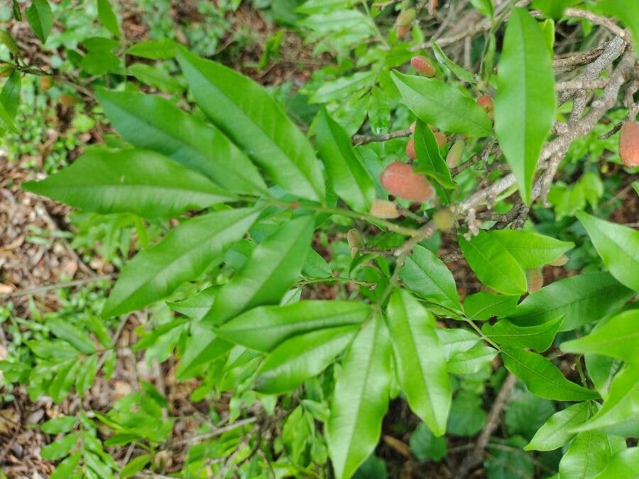 Trichilia catigua leaf