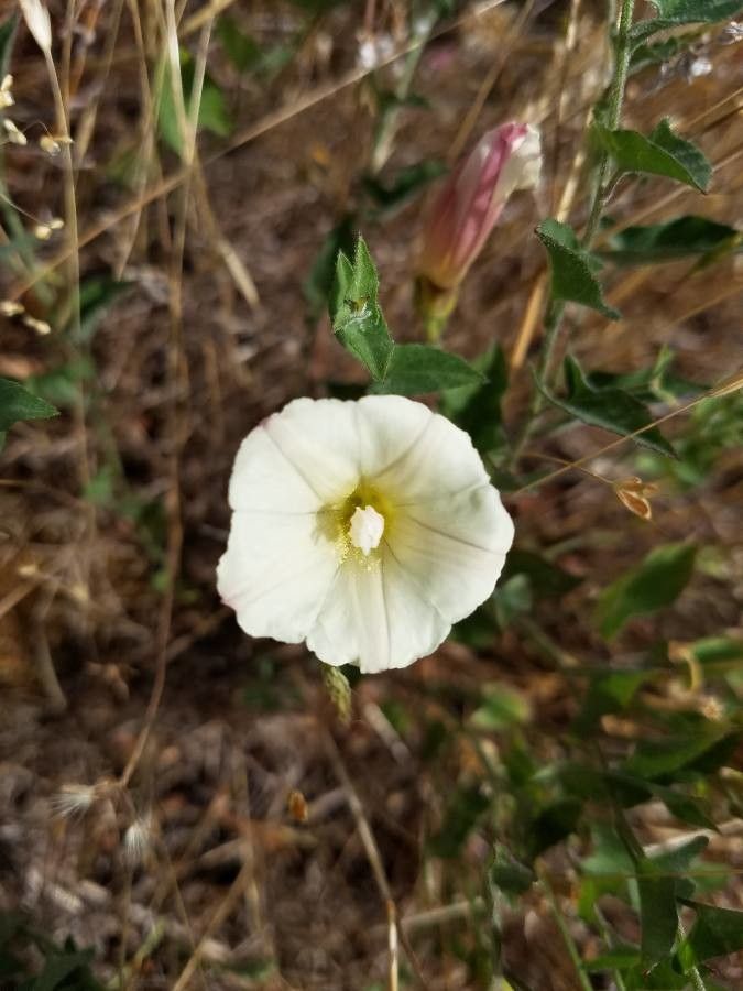 Calystegia occidentalis flower