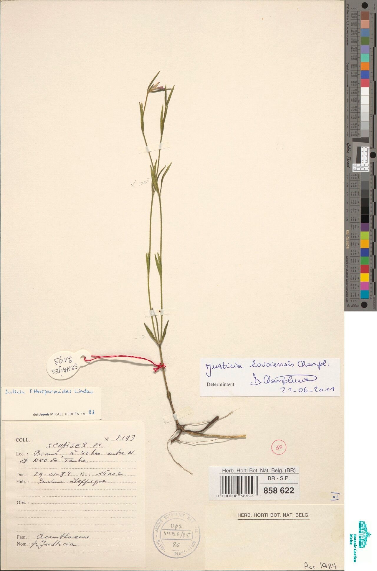 Justicia lovoiensis — houseplant care guide