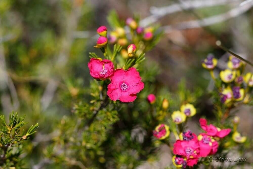 Pileanthus filifolius flower