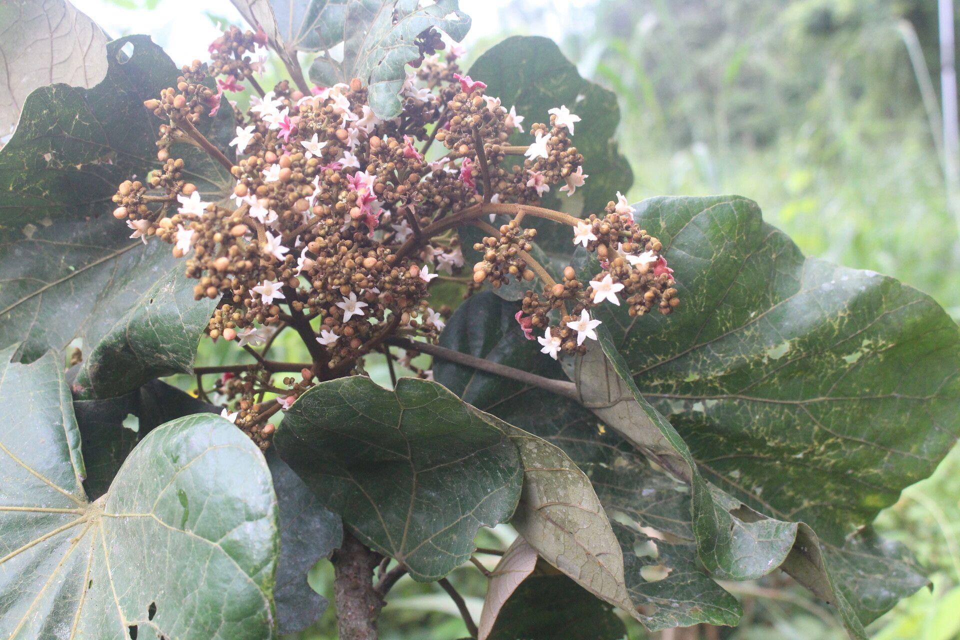 Cola lateritia — houseplant care guide