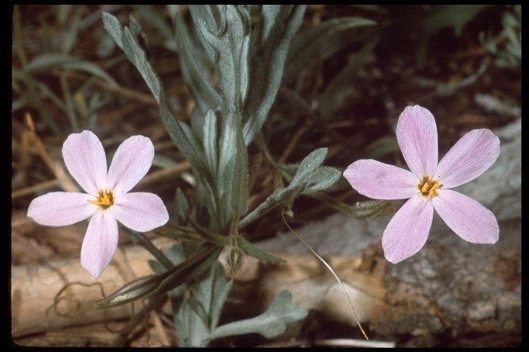 Phlox dolichantha flower