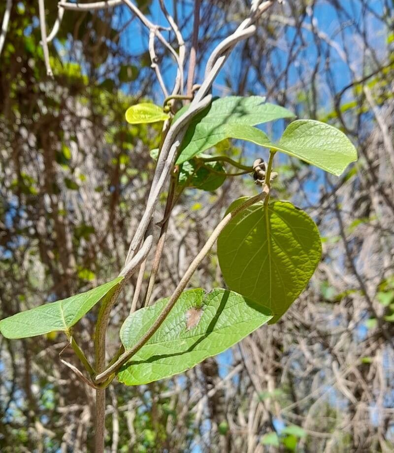 Stigmaphyllon bonariense — related species from the same genus