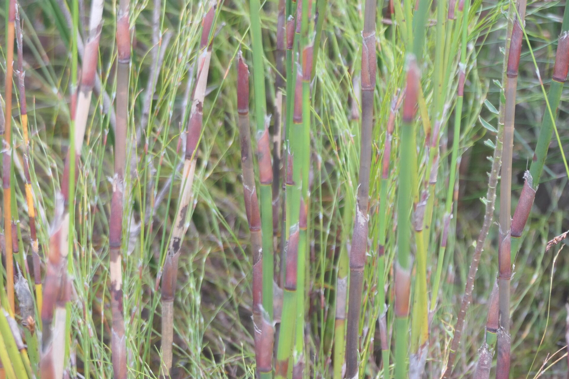 Restio multiflorus bark