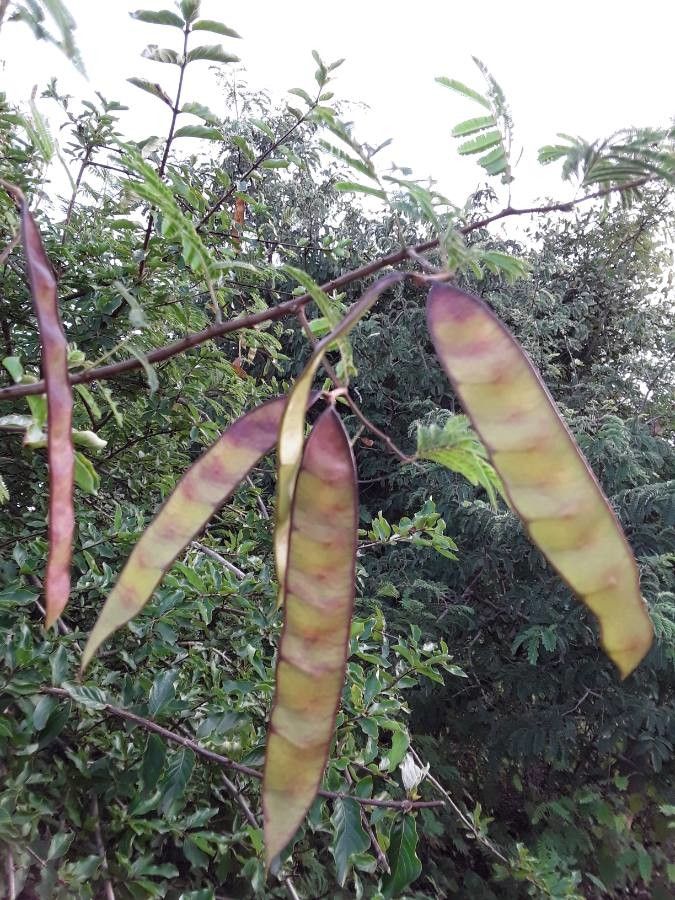Senegalia erythrocalyx fruit