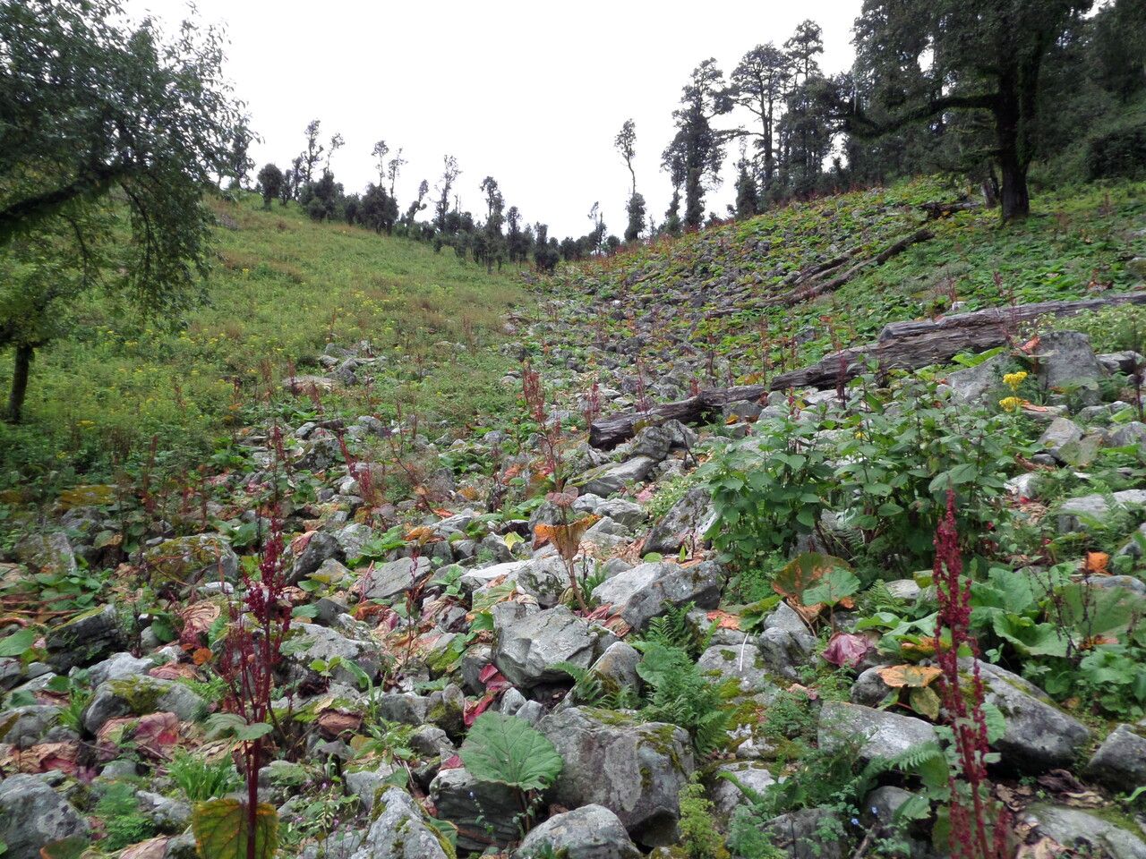 Rheum acuminatum other