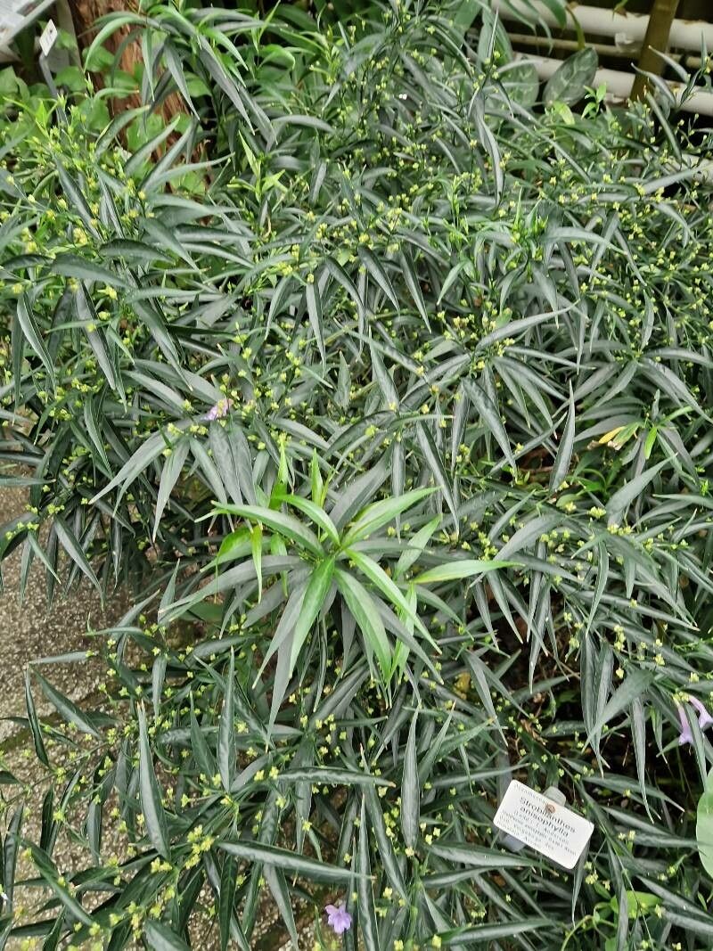 Strobilanthes anisophylla habit