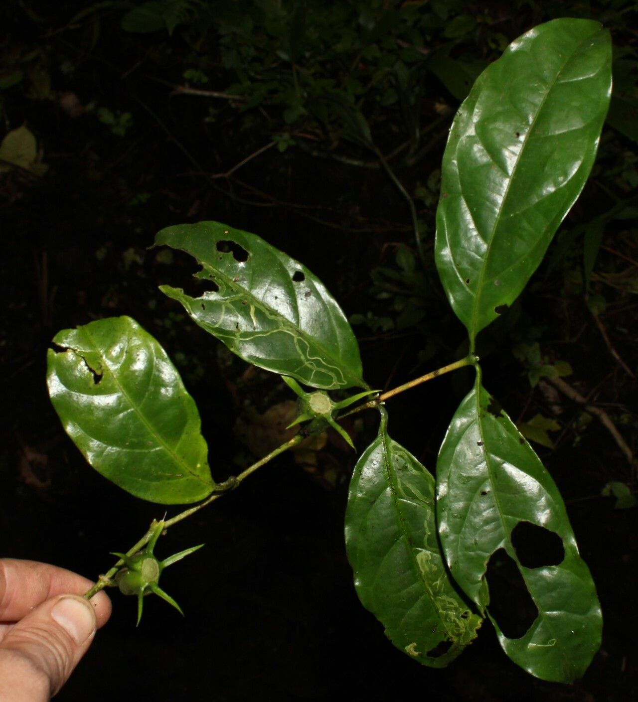 Coffea mannii — houseplant care guide