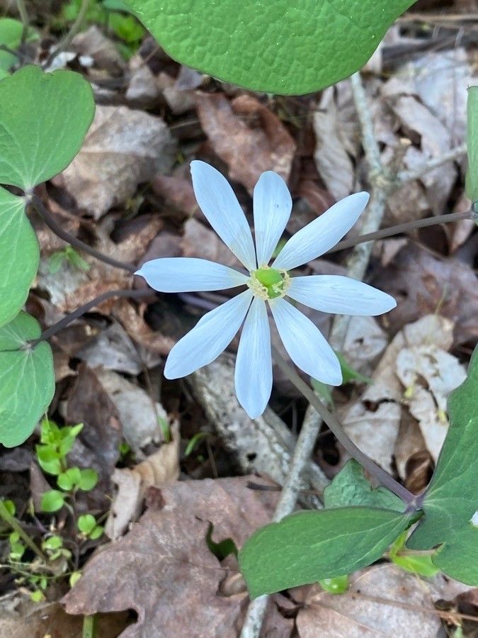 Jeffersonia diphylla flower