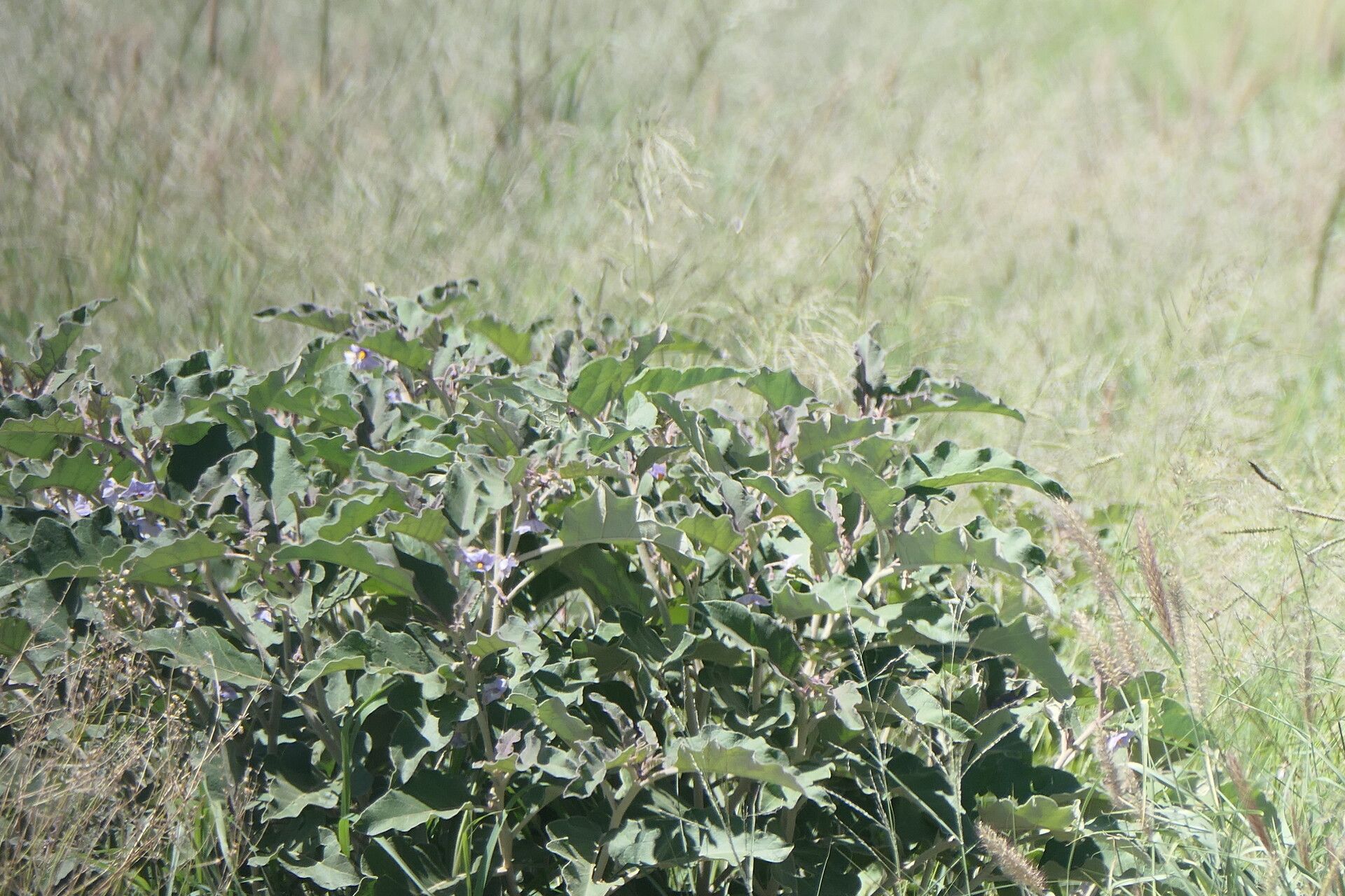 Solanum lichtensteinii habit