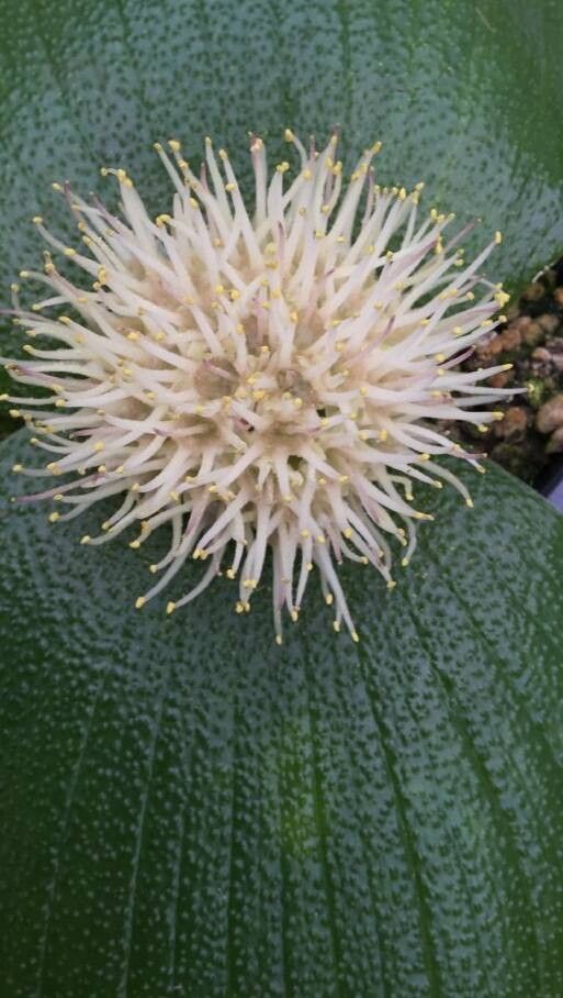 Massonia longipes — related species from the same genus