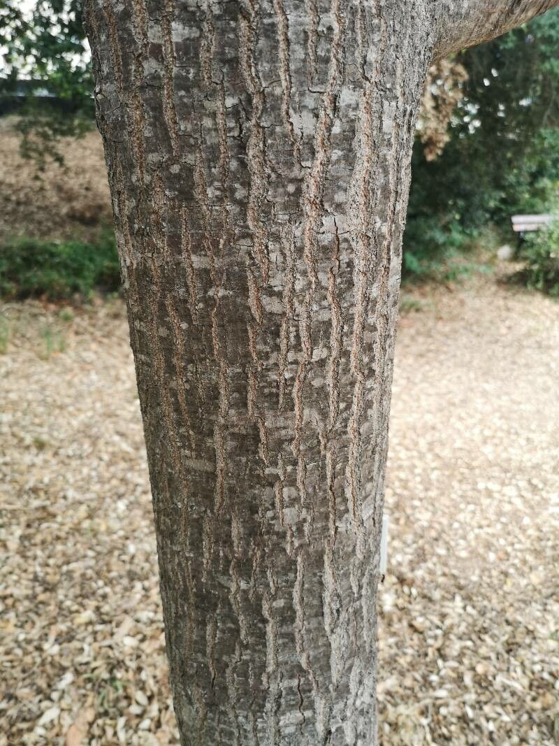 Quercus aucheri bark
