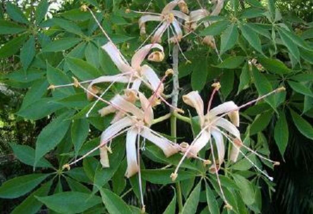 Ceiba aesculifolia flower