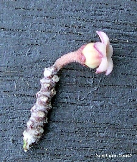 Leichhardtia assimulata flower