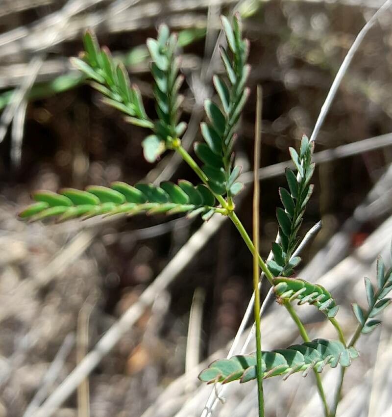 Hoffmannseggia glauca