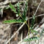 Hoffmannseggia glauca