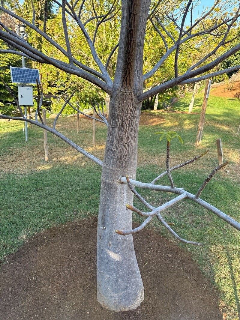 Adansonia perrieri leaf